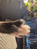 cats.n.crafting